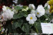 Saksı çiçekleri Begonya otsu bir bitkidir, Begonia beyaz