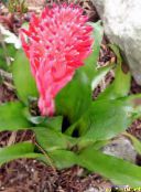 Unutarnja Cvjetovi Billbergia zeljasta biljka crvena
