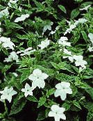 Pokojové květiny Browallia bylinné bílá