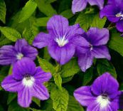 Krukblommor Browallia örtväxter violett