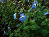 Pokojové květiny Browallia bylinné světle modrá