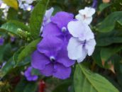 Oală Flori Brunfelsia, Ieri-De Azi-Mâine arbust liliac