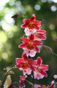 des fleurs en pot Vuylstekeara-Cambria herbeux rouge