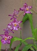 Pokojowe Kwiaty Vaylstekeara Cumbria trawiaste, Vuylstekeara-cambria purpurowy