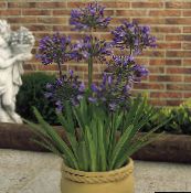 des fleurs en pot Lys Bleu Africain herbeux, Agapanthus umbellatus pourpre