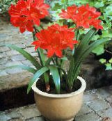 Pote flores Vallota planta herbácea, Vallota (Cyrtanthus) vermelho