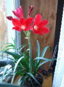 I fiori domestici Vallota erbacee, Vallota (Cyrtanthus) rosso