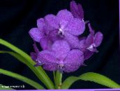 Flores de salón Vanda herbáceas lila