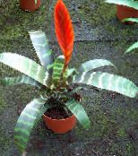 Εσωτερικά λουλούδια Vriesea ποώδη κόκκινος