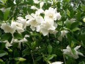 Flores de salón Cape Jasmine arbustos, Gardenia blanco