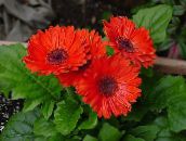 des fleurs en pot Daisy Transvaal herbeux, Gerbera rouge