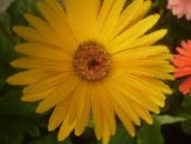 Εσωτερικά λουλούδια Transvaal Μαργαρίτα ποώδη, Gerbera κίτρινος