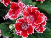Sinningia (Gloxinia) Herbaceous Plant (red)