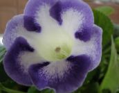Pot Blomster Sinningia (Gloxinia) urteaktig plante lyse blå