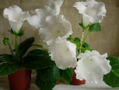 Sobne cvetje Sinningia (Gloxinia) travnate bela