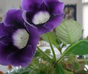 Pot Virágok Sinningia (Csuporka) lágyszárú növény, Sinningia (Gloxinia) sötétkék