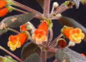 Kodus Lilled Puu Gloxinia rohttaim, Kohleria oranž