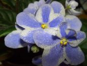 Flores de salón Violeta Africana herbáceas, Saintpaulia azul claro