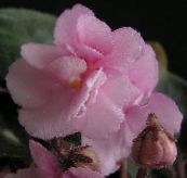 Krukblommor Afrikansk Violet örtväxter, Saintpaulia rosa