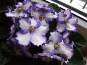 des fleurs en pot Violette Africaine herbeux, Saintpaulia blanc