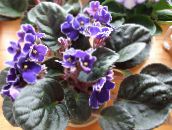 African Violet Urteaktig Plante (lilla)