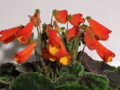 Kambarines gėles Smithiantha žolinis augalas raudonas