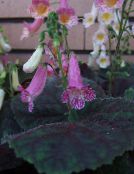 des fleurs en pot Smithiantha herbeux lilas