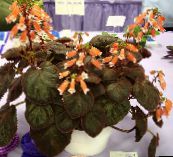 Kambarines gėles Smithiantha žolinis augalas oranžinis