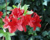 I fiori domestici Azalee, Pinxterbloom gli arbusti, Rhododendron rosso