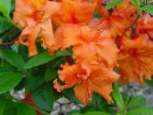 Sisäkukat Atsaleat, Pinxterbloom pensaikot, Rhododendron oranssi