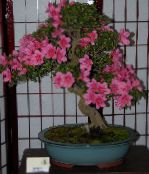 Azalia (Rododendron) Krzaki (różowy)