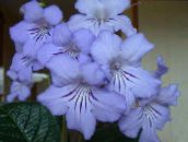Saksı çiçekleri Strep otsu bir bitkidir, Streptocarpus açık mavi