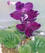 Кімнатні квіти Стрептокарпус трав'яниста, Streptocarpus фіолетовий