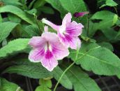 Strep Herbaceous Plant (lilac)