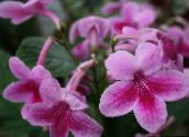 Saksı çiçekleri Strep otsu bir bitkidir, Streptocarpus pembe