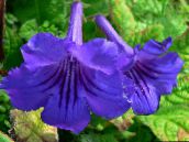 Кімнатні квіти Стрептокарпус трав'яниста, Streptocarpus синій