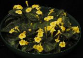 Flores de salón Episcia herbáceas amarillo