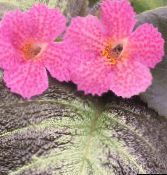 Flores de salón Episcia herbáceas rosa