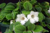 Pot Virágok Episcia lágyszárú növény fehér