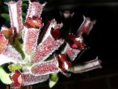 Topfblumen Lippenstift-Anlage,  grasig, Aeschynanthus weinig