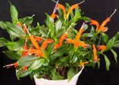 Pote flores Lipstick Plant,  planta herbácea, Aeschynanthus laranja