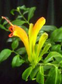 Topfblumen Lippenstift-Anlage,  grasig, Aeschynanthus gelb