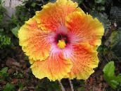 Pot Bloemen Hibiscus struik oranje