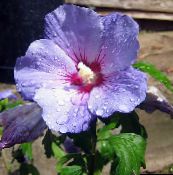 Hibiscus Shrub (lilac)