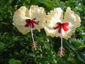 Pot Bloemen Hibiscus struik geel