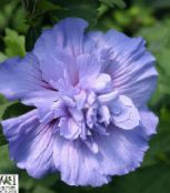 Kambarines gėles Hibiscus krūmas šviesiai mėlynas