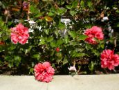 des fleurs en pot Hibiscus des arbustes rose