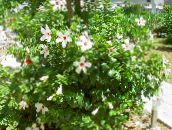 Εσωτερικά λουλούδια Είδος Μολόχας θάμνοι, Hibiscus λευκό
