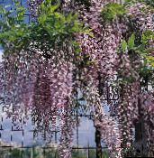 Pokojowe Kwiaty Glicynia (Wisteria) liana liliowy