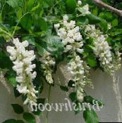 Kvetinové Kvety Vistárie liana, Wisteria biely